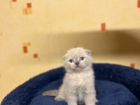 Scottish fold yavrular 5 adet