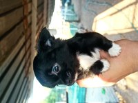 Şivava Uzun tüylü (chihuahua)