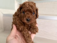 Red Brown Poodle Yavrular