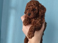 A Kalite Poodle Bebekler Her Renk Var