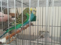 Erkek ve dişi anaç yetişkin muhabbet kuşu