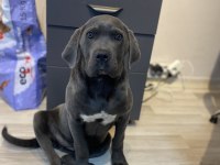 ÜST DÜZEY BLUE CANE CORSO