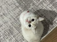 British shorthair 1,5 aylık