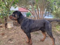 Erkek ve dişi rottweiler hatay da