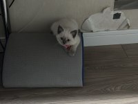 2 aylık anne baba şecereli british blue point kardeşler