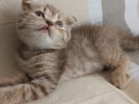 Scottish fold kızımız yeni yuvasına gitmeye hazır