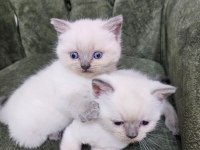 Yavru british longhair cins