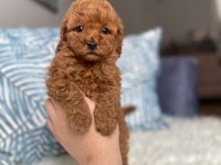 Orjinal TOY BOYUT Red brown poodle yavrular