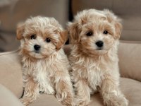 En İyisine Sahip Olmak İçin Maltipoo Yavrular