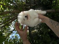 Pomeranian Boo orjinal Ayı surat bebeğim