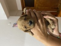 Birbirinden tatlı poodle bebekler