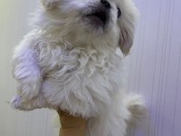 PEKİNEZ KÖPEĞİ YAVRULAR