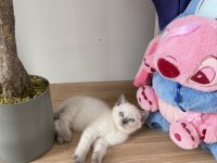 BLUE POİNT DİŞİ YAVRU KEDİM