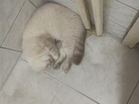 10 aylık scottish fold