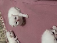 İran persian sıfır burun yavru kedilerim