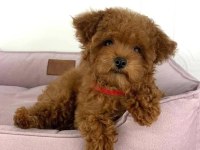 Red brown kıpkırmızı ev üretimi TOY POODLE