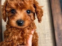 Evin Güzeller Güzeli Tek Kızı Teacup Poodle