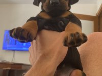 Doberman Amerikan Cinsi