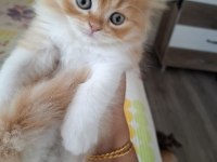 Süper british longhair bebekler