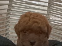 TOY POODLE sahiplendiriliyor