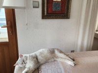 British Shorthair kedimize yuva arıyoruz
