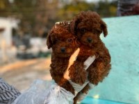 2 ve 9 aylık dişi red brown toy poodle yavrular