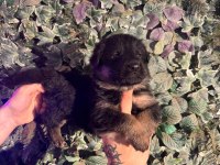 Burkemden a kan alman çoban köpeği yavruları