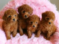 Havalı Poodle Patiler