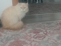 British shorthair beyaz