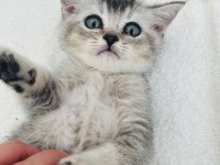 British shorthair