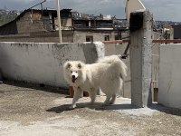 16 Aylık Dişi Samoyed
