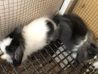 DİŞİ+ERKEK TAKIM HALİNDE TEDDY LOP TAVŞAN