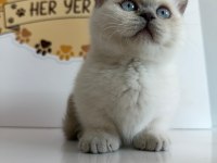 munchkın yavru kediler