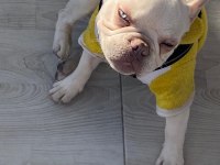French bulldog 7-8 aylık aşılı erkek