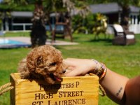 Red Brown Toy Poodle Yavruları İstanbul