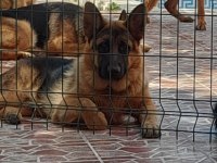 7 aylık ve yetişkin secereli Alman çoban köpeklerimiz