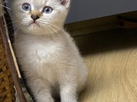 Scottish Fold ve Straight