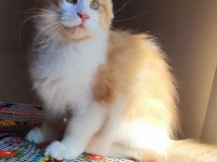 Dernek kayıtlı eksiksiz safkan şecereli maine coon
