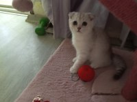 Scottish Fold Lilac Silver Tabby. Safkan bebek Catteryden