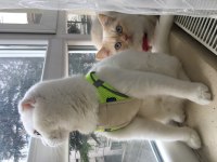 7 aylık scottish fold kedimizi veriyoruz