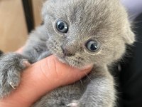 Scottish fold ve straight