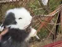 1 Aylık Hollanda Lop Tavşanı