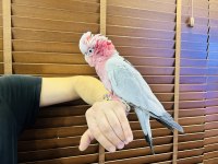 BELGELİ EĞİTİMLİ EVCİL GÜL KAKADU PAPAĞANIMIZ