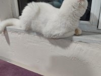 Scottish fold kedisi