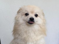 Spitz Yavrum