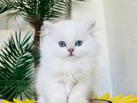2 AYLIK SCOTTİSH BRİTİSH YAVRULAR