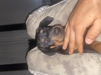 Aşıları tam yavru doberman