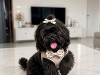 UYGUNA VERİLECEK KORE MALTİPOO