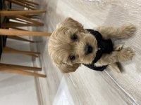 maltipoo köpekleri