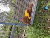 Toy poodle 11 aylık